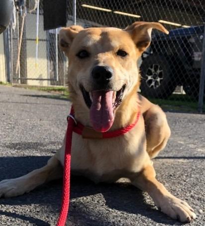 Tony, Adoptable, Young Male Terrier.
