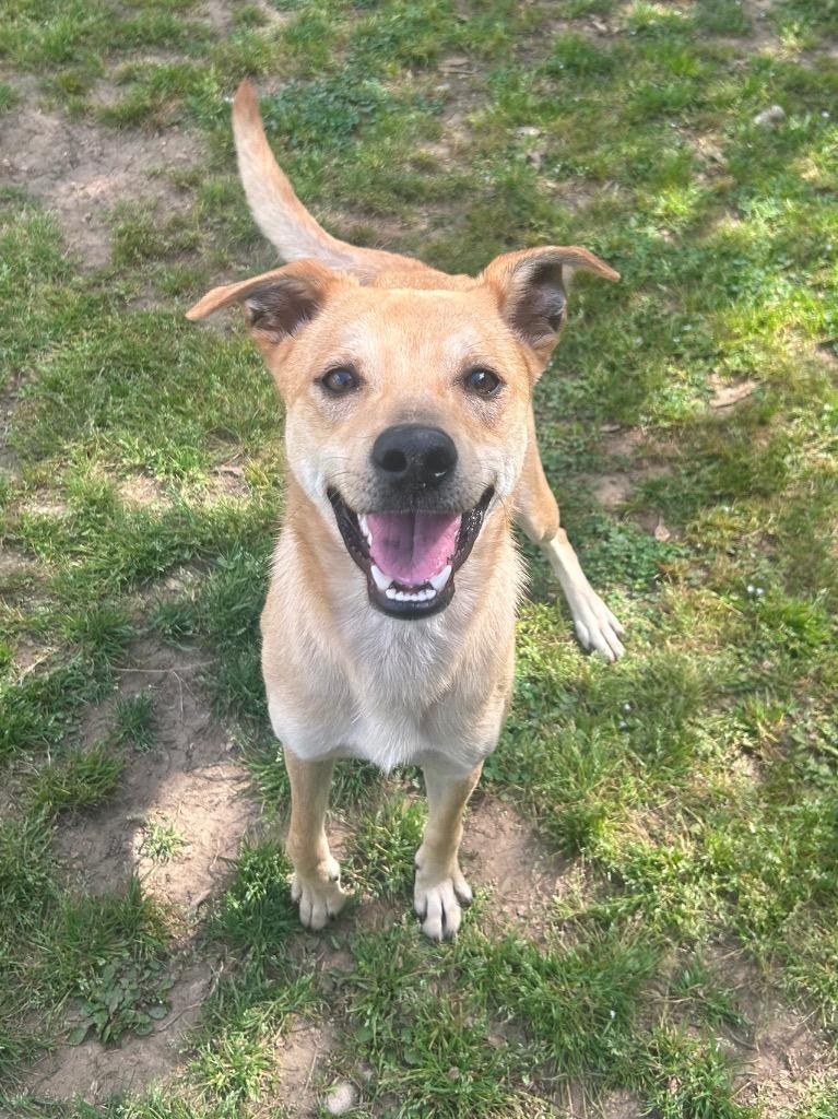 Enlarge Tony, a Adoptable Terrier in Benton, AR image 2/4