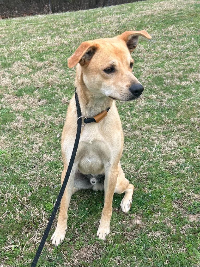 Enlarge Tony, a Adoptable Terrier in Benton, AR image 4/4