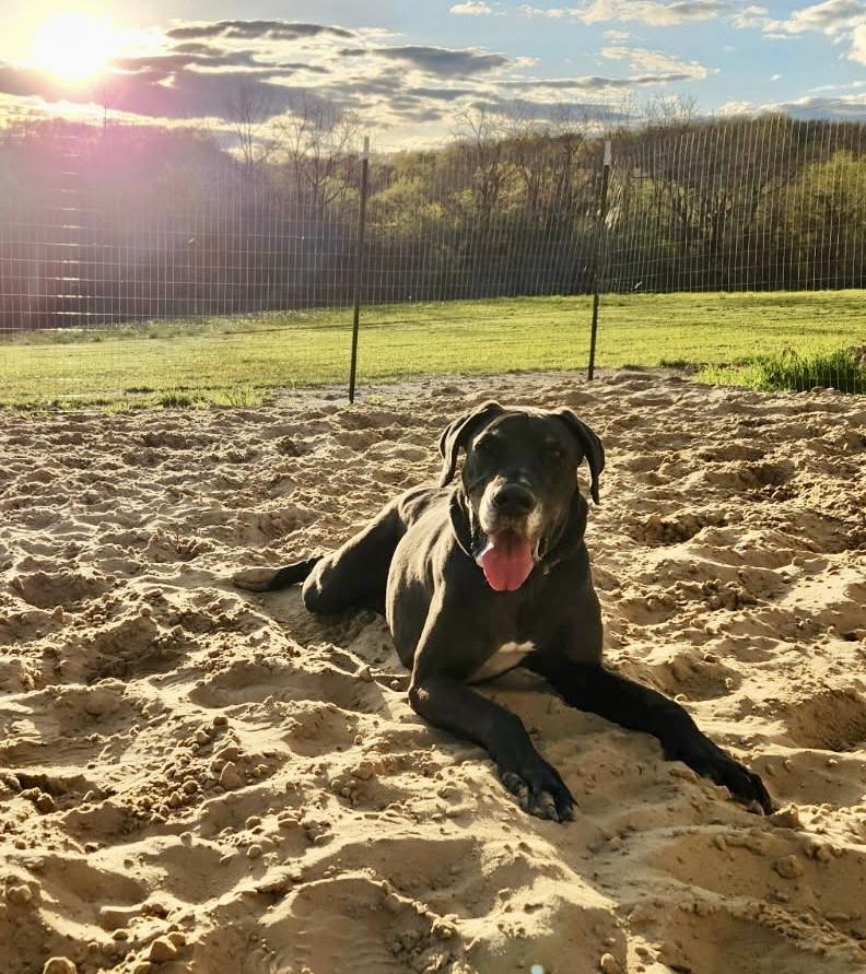 Enlarge Copper (23-024), a Adoptable Great Dane in Eagan, MN image 1/6