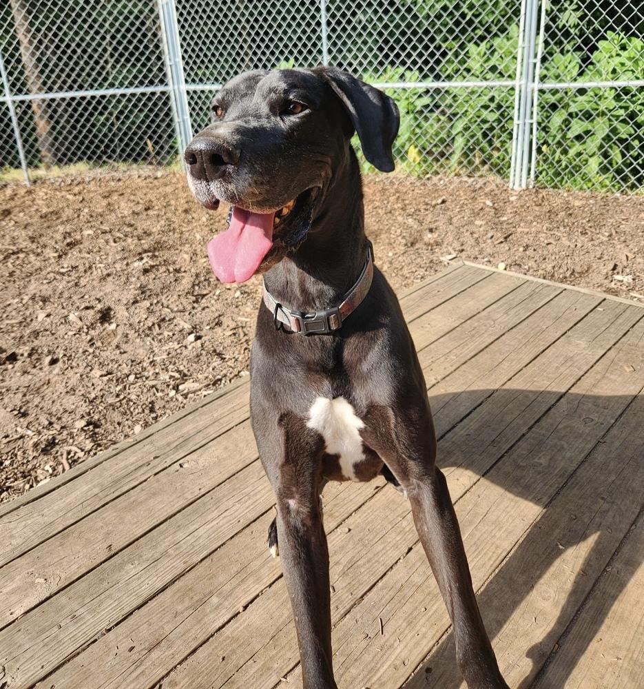 Enlarge Copper (23-024), a Adoptable Great Dane in Eagan, MN image 2/6