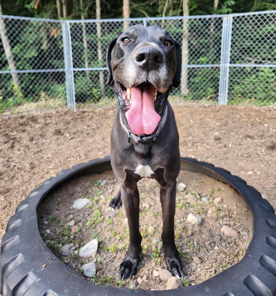 Enlarge Copper (23-024), a Adoptable Great Dane in Eagan, MN image 3/6