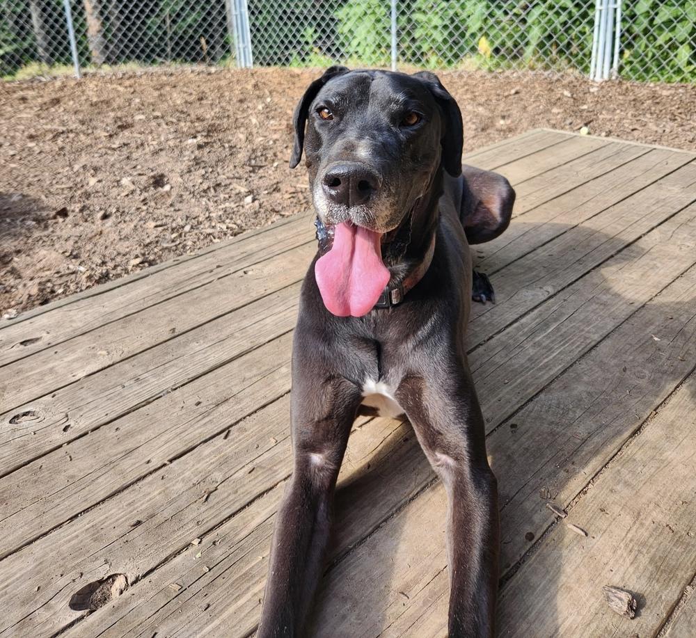 Enlarge Copper (23-024), a Adoptable Great Dane in Eagan, MN image 4/6