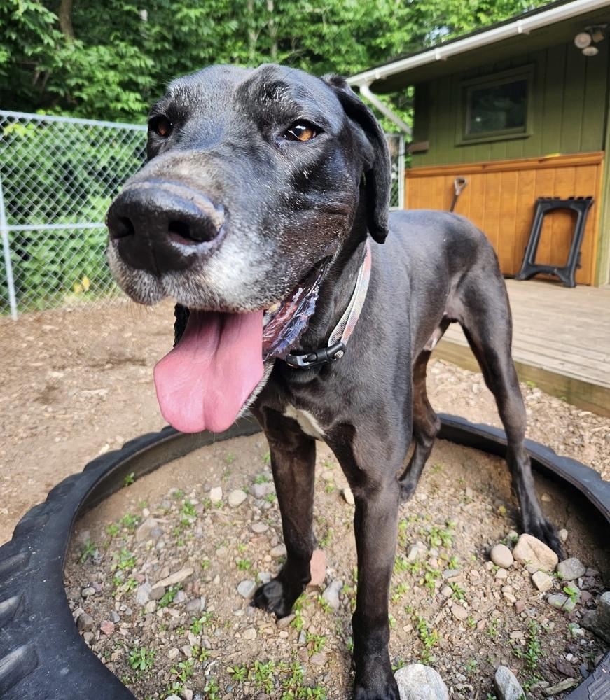 Enlarge Copper (23-024), a Adoptable Great Dane in Eagan, MN image 5/6