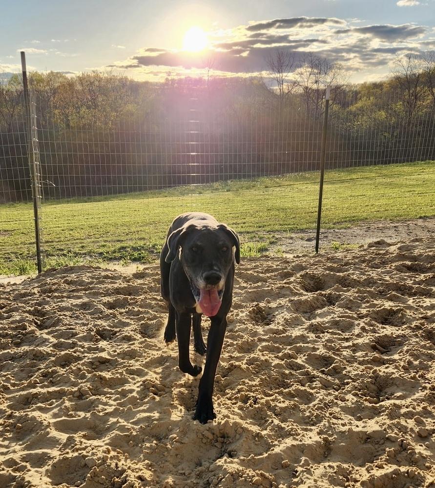 Enlarge Copper (23-024), a Adoptable Great Dane in Eagan, MN image 6/6