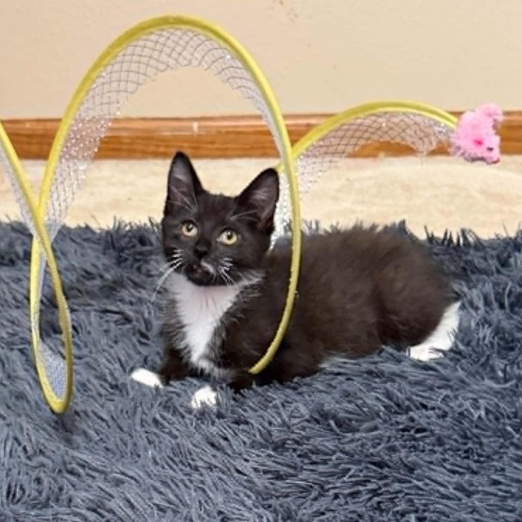 Enlarge Veneta, a ADOPTABLE Domestic Short Hair in Blaine, MN image 1/1