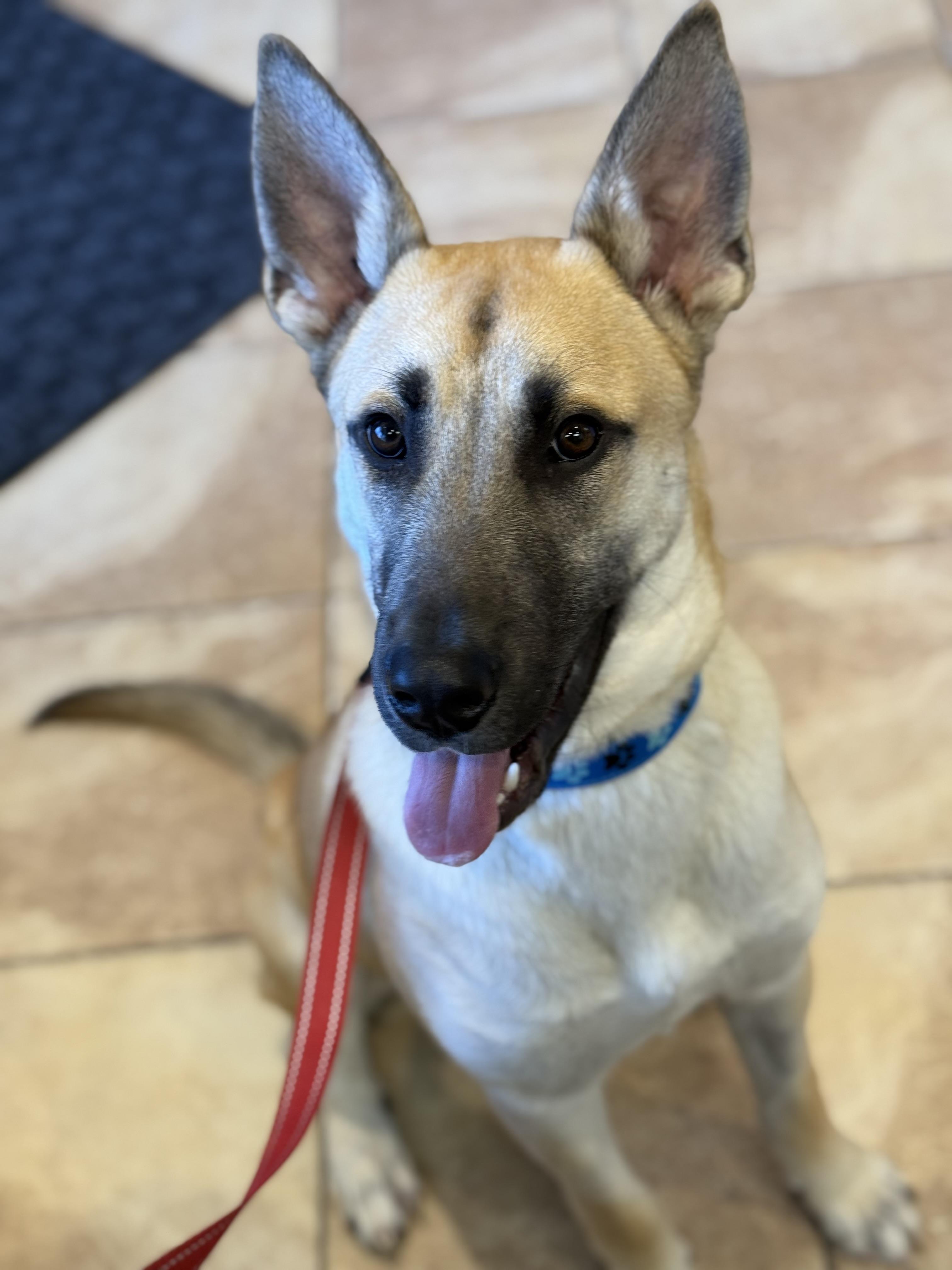 Enlarge Dash, an adopted mixed breed in Oshawa, ON image 4/6