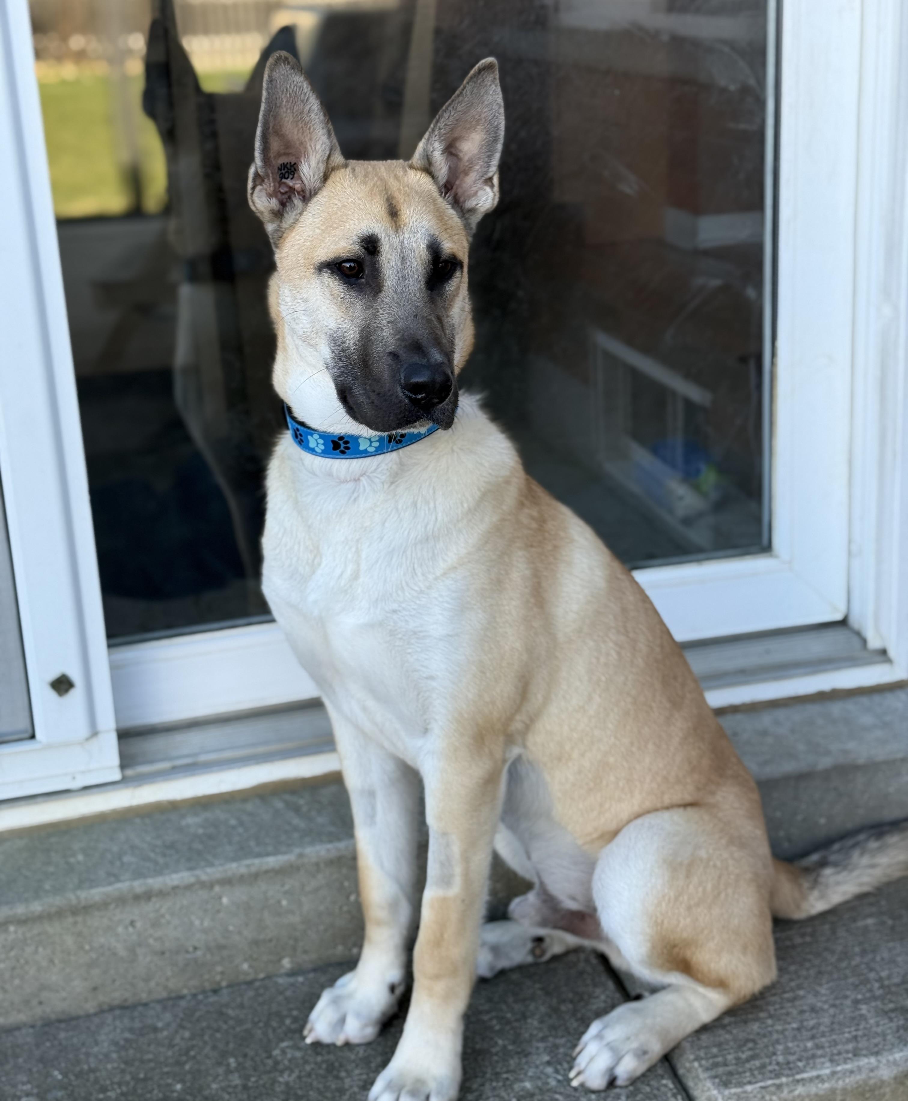 Enlarge Dash, an adopted mixed breed in Oshawa, ON image 2/6