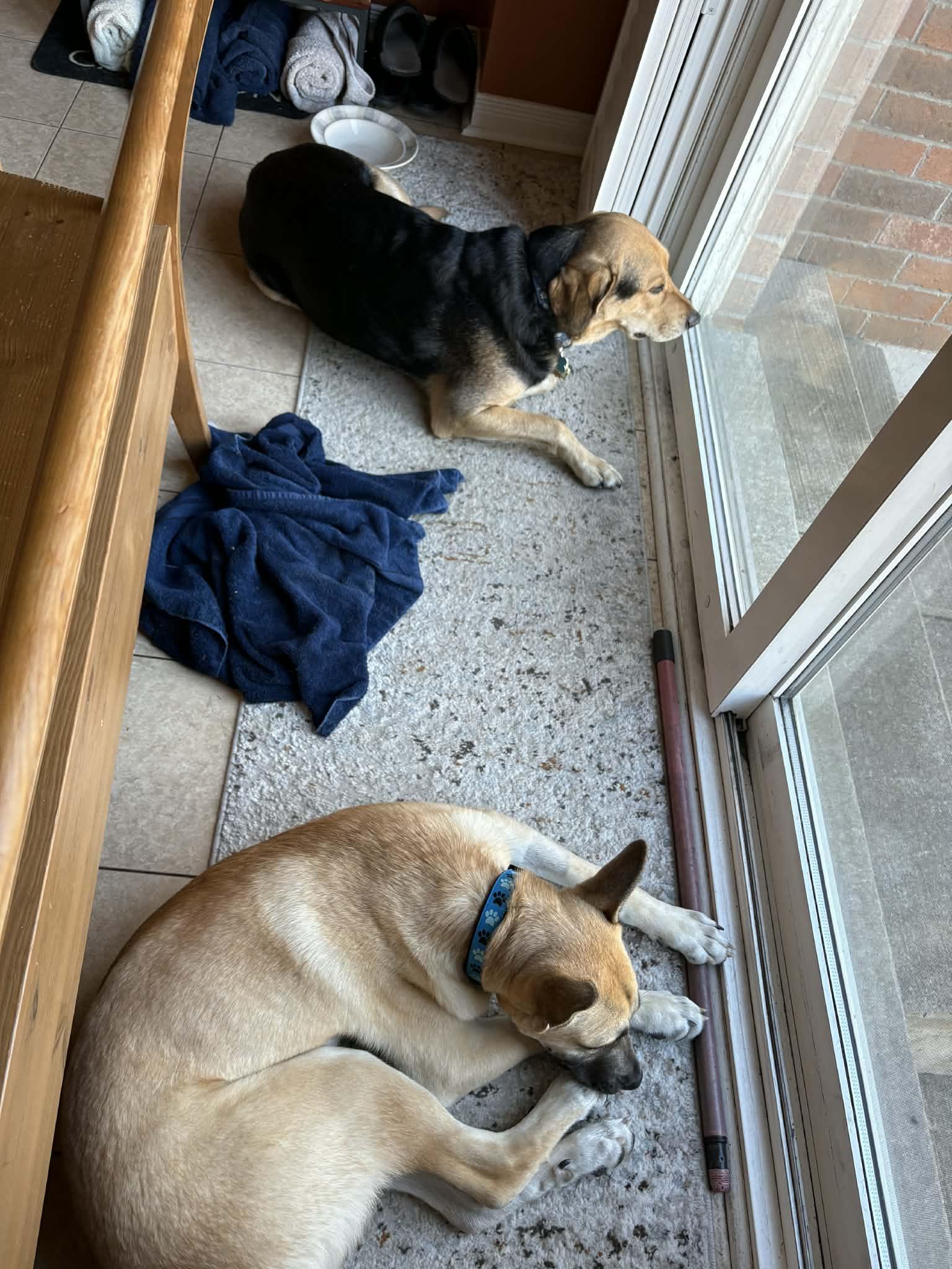 Enlarge Dash, an adopted mixed breed in Oshawa, ON image 3/6