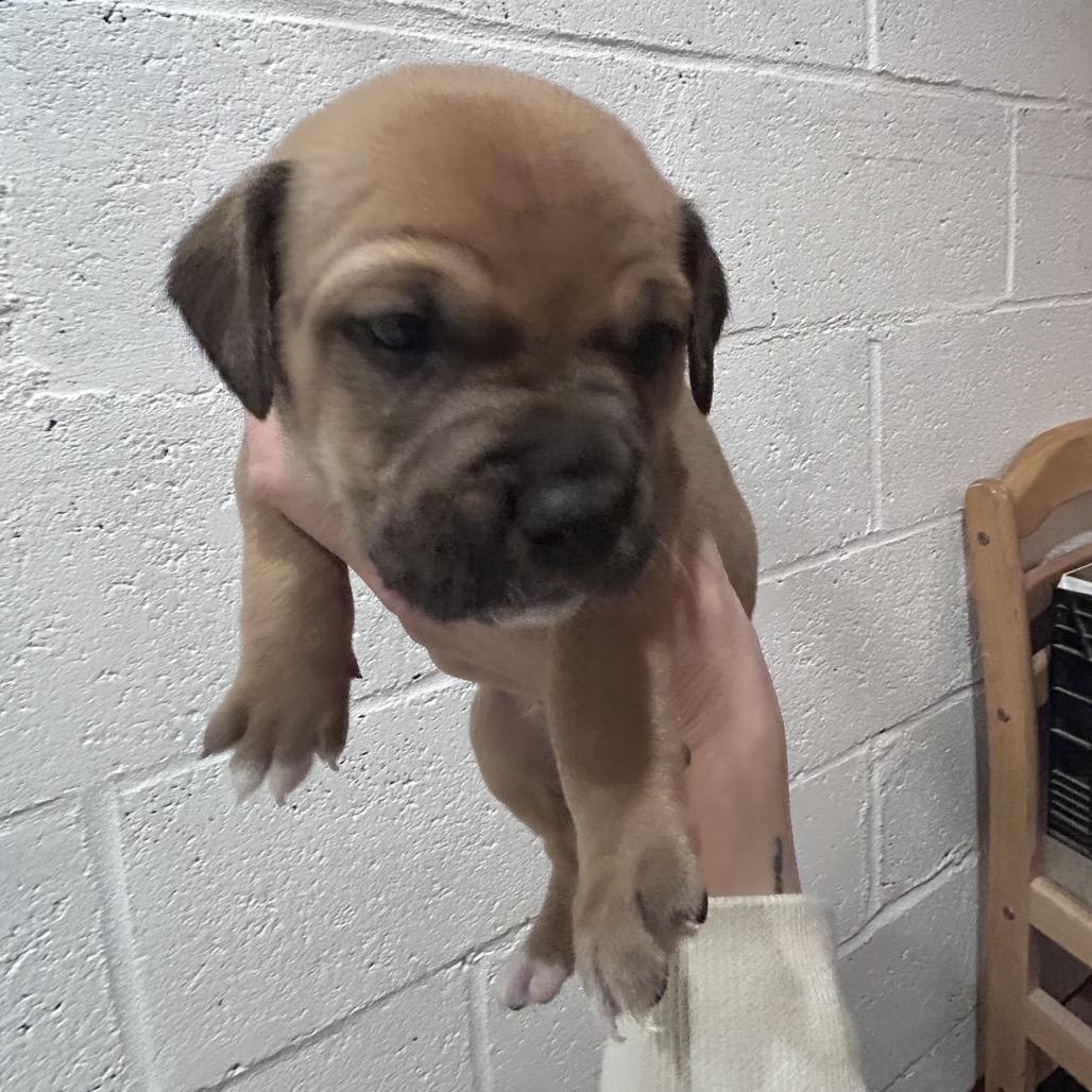 Apollo, Adoptable, Puppy Male Beagle.