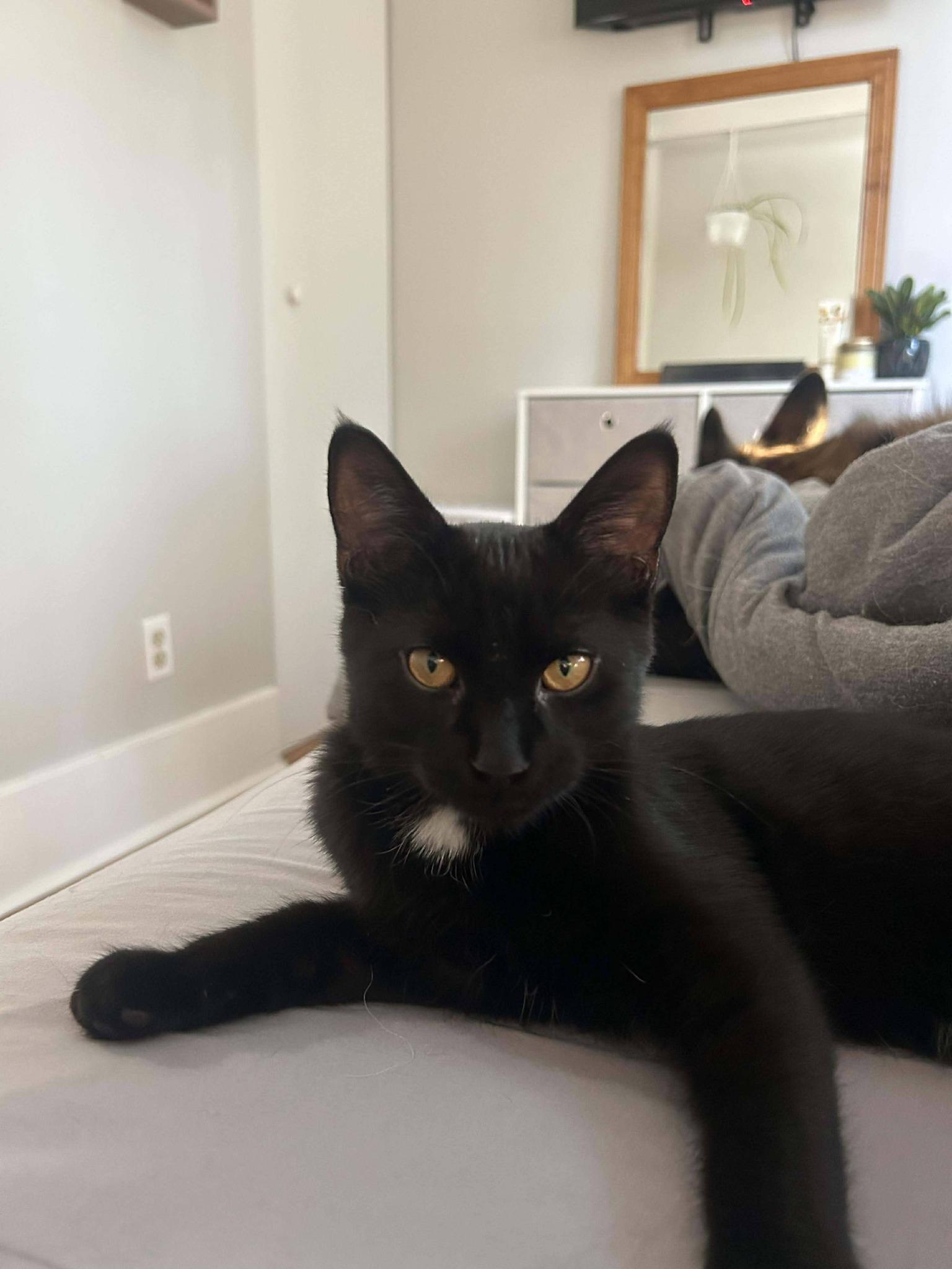 Howard, ADOPTABLE, Young Male Domestic Short Hair.