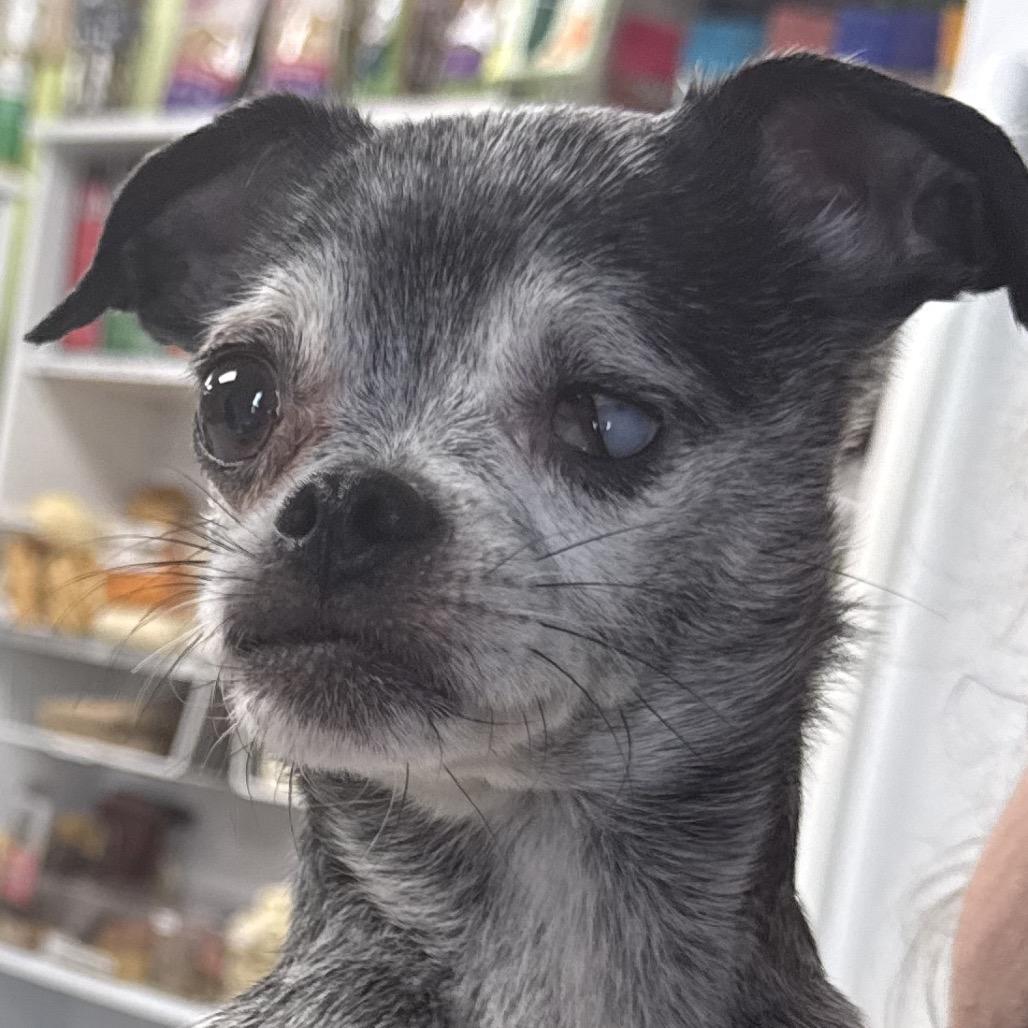 Hilde, Adoptable, Senior Female Chihuahua & Pug.