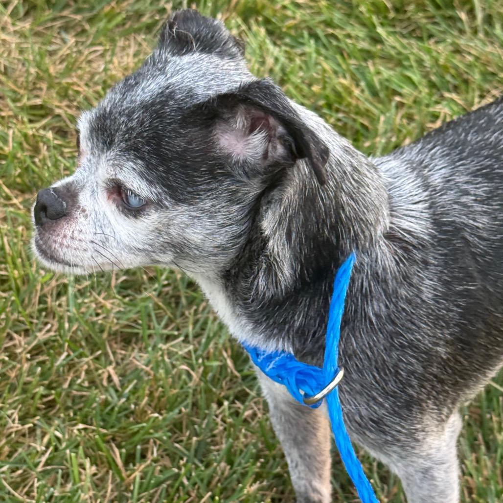 Enlarge Hilde, a Adoptable mixed breed in Hudson, IL image 2/4