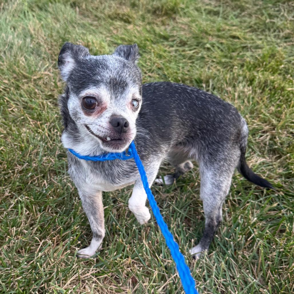 Enlarge Hilde, a Adoptable mixed breed in Hudson, IL image 4/4