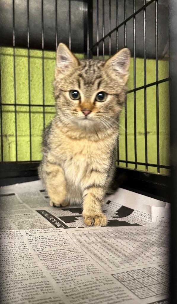 Jingle, Adoptable, Kitten Male Domestic Short Hair.