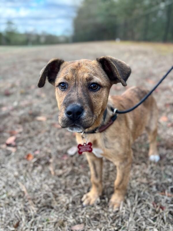 Enlarge Sparkle, a Adoptable mixed breed in Berkeley Heights, NJ image 1/6