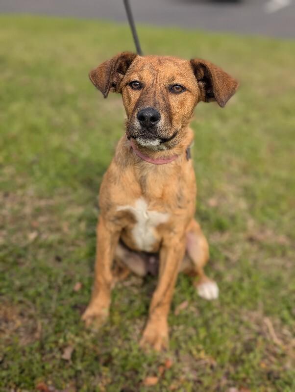 Enlarge Sparkle, a Adoptable mixed breed in Berkeley Heights, NJ image 3/6