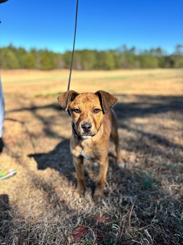 Enlarge Sparkle, a Adoptable mixed breed in Berkeley Heights, NJ image 4/6