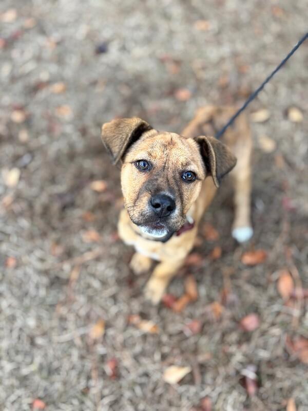 Enlarge Sparkle, a Adoptable mixed breed in Berkeley Heights, NJ image 5/6