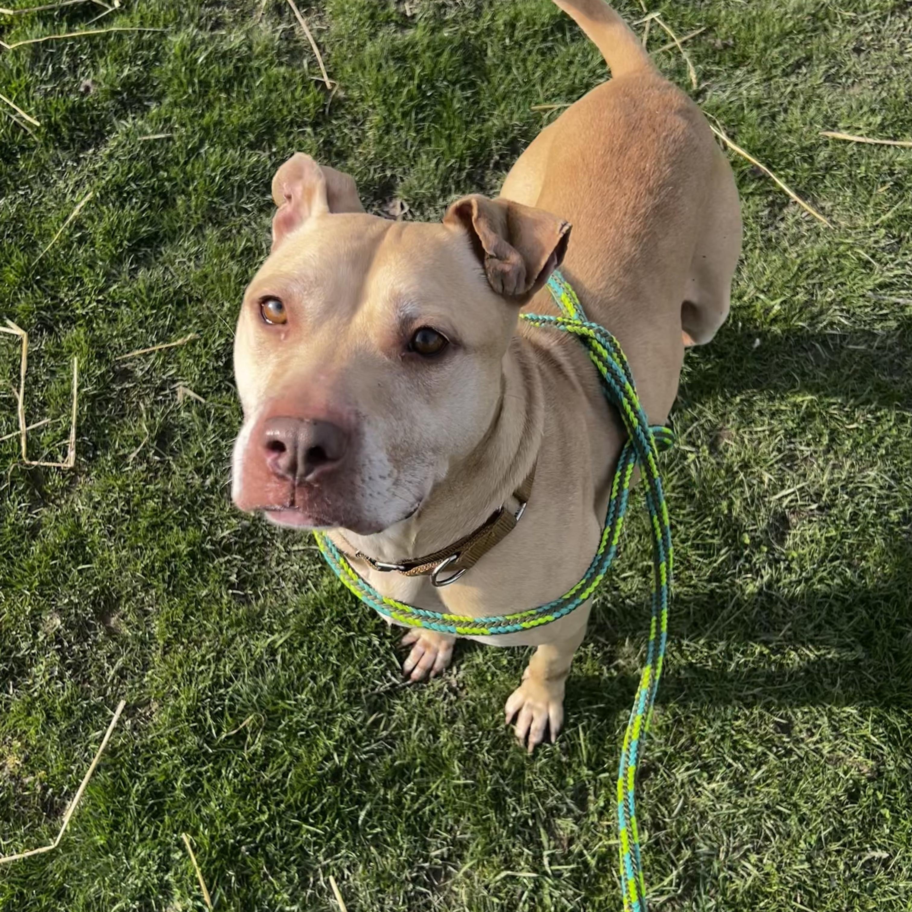 Scarlet, an adoptable Mixed Breed in Youngstown, OH, 44512 | Photo Image 2