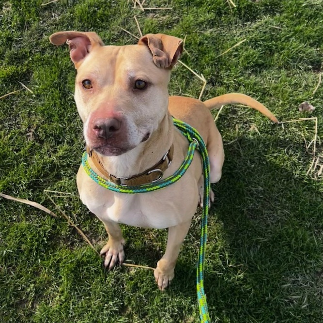 Scarlet, an adoptable Mixed Breed in Youngstown, OH, 44512 | Photo Image 3