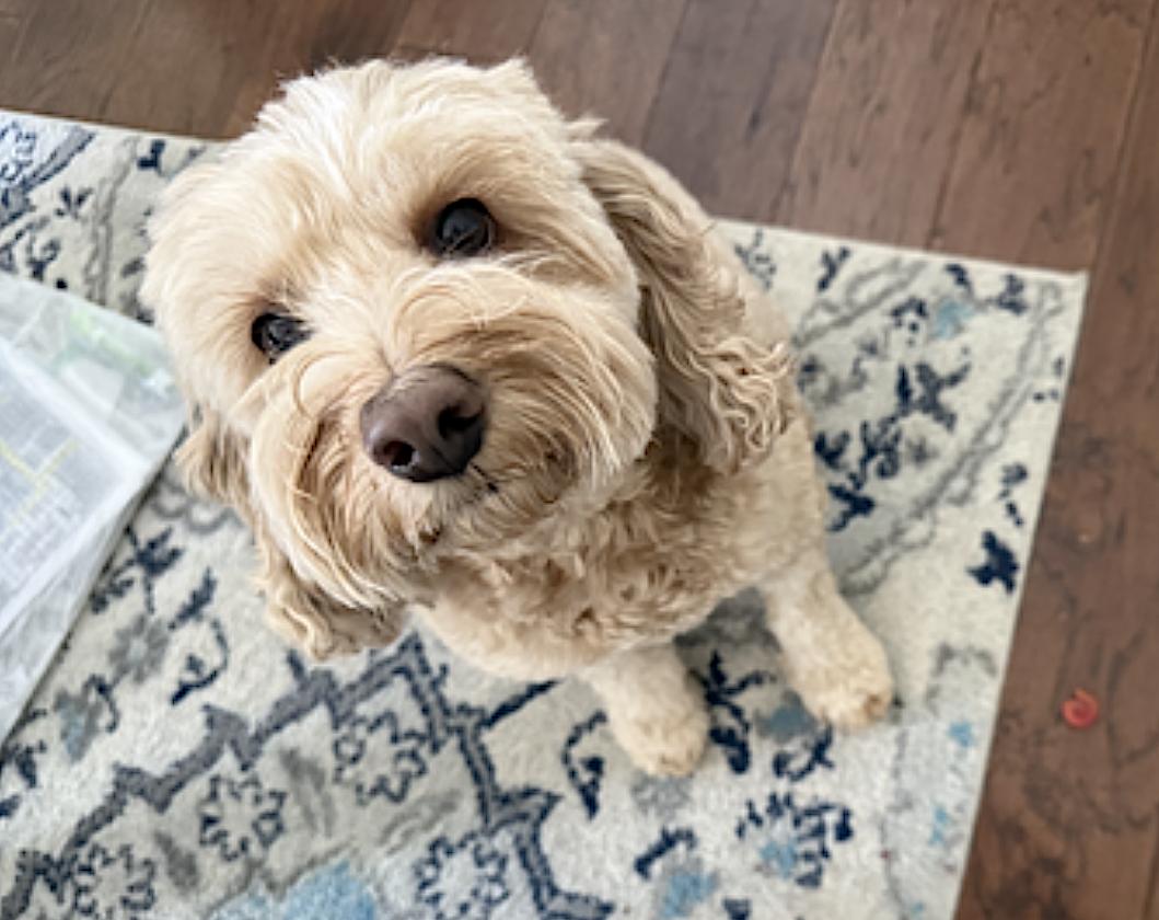 Enlarge Cooper, an adopted Cockapoo in Naperville, IL image 4/5