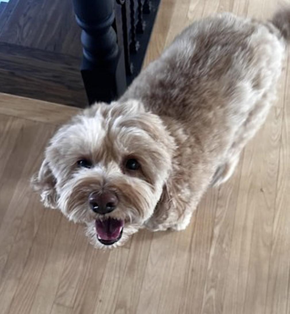 Enlarge Cooper, an adopted Cockapoo in Naperville, IL image 5/5