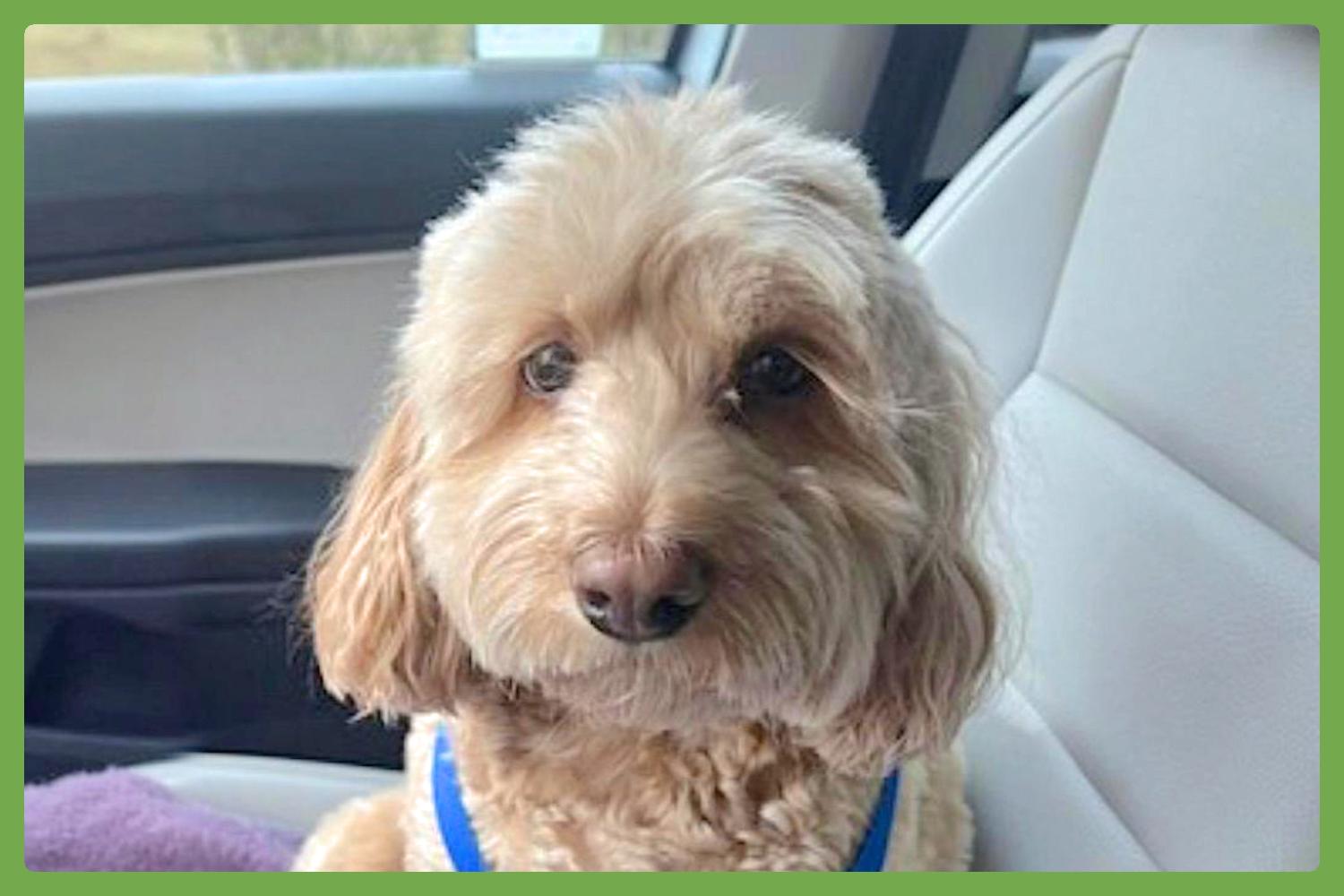 Enlarge Cooper, an adopted Cockapoo in Naperville, IL image 1/5