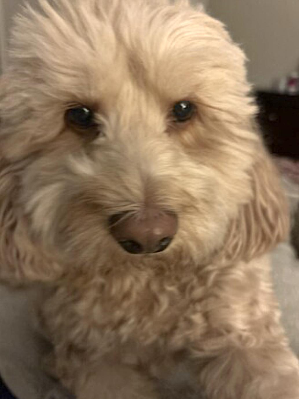 Enlarge Cooper, an adopted Cockapoo in Naperville, IL image 2/5