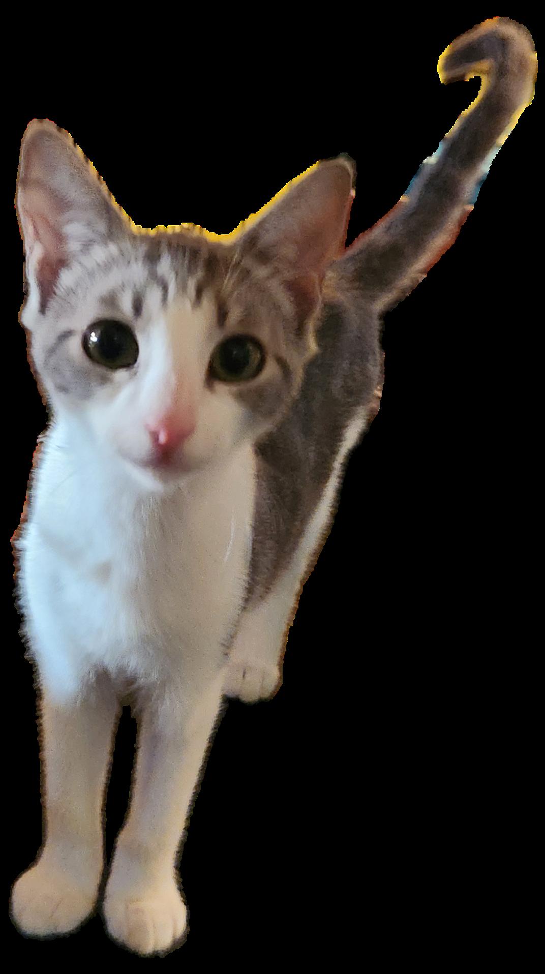 Oda Mae, a Adoptable Domestic Short Hair in Longwood, FL image 1/3