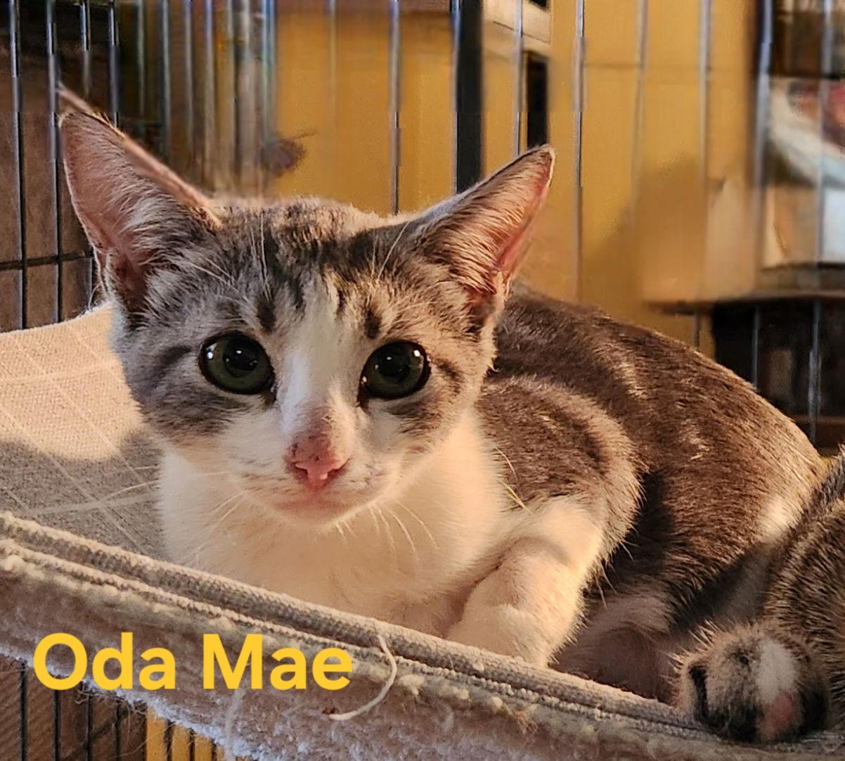 Oda Mae, a Adoptable Domestic Short Hair in Longwood, FL image 2/3