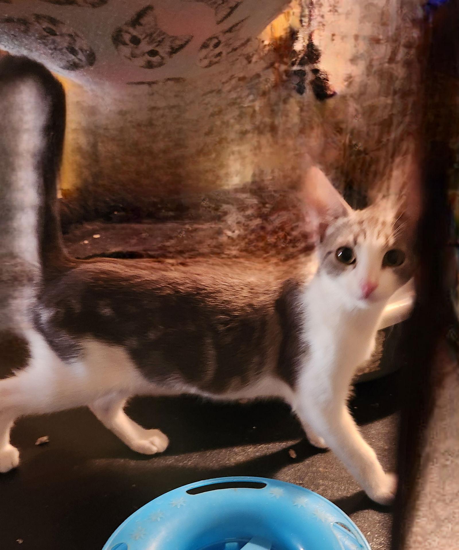 Oda Mae, a Adoptable Domestic Short Hair in Longwood, FL image 3/3