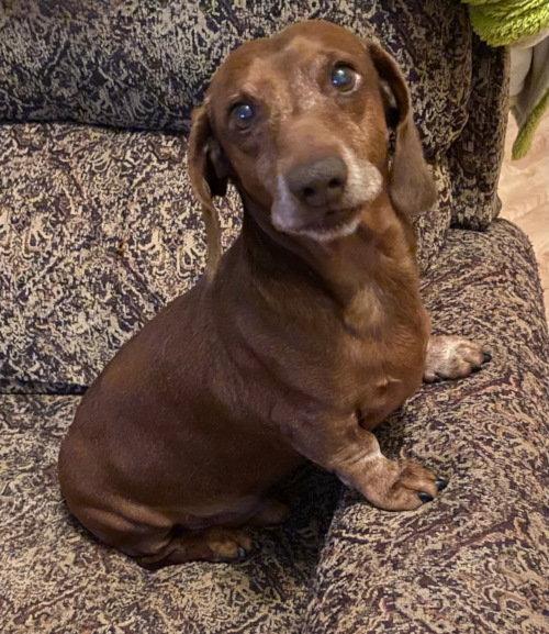 Billy, Adoptable, Senior Male Dachshund.