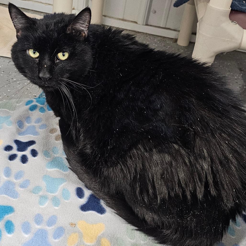 Enlarge Andre the Giant, a Adoptable Domestic Short Hair in Grinnell, IA image 1/3