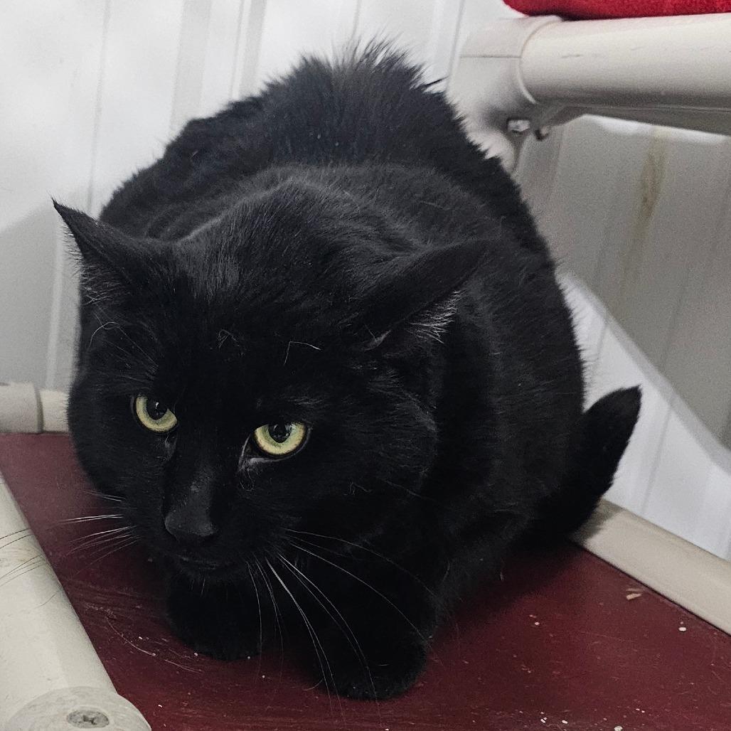 Enlarge Andre the Giant, a Adoptable Domestic Short Hair in Grinnell, IA image 2/3