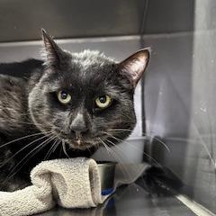 Enlarge Andre the Giant, a Adoptable Domestic Short Hair in Grinnell, IA image 3/3