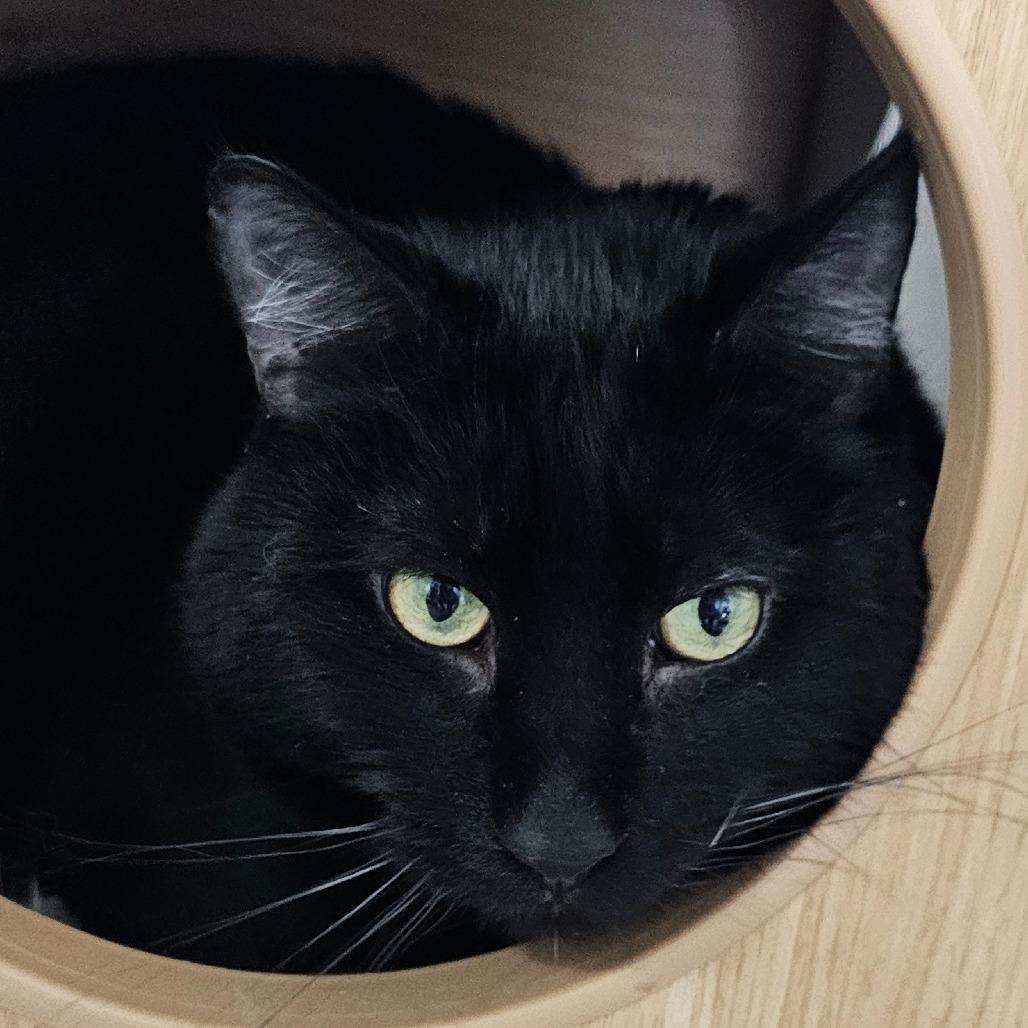 Enlarge Andre the Giant, a Adoptable Domestic Short Hair in Grinnell, IA image 4/4