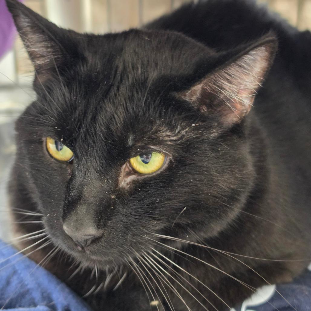 Enlarge Andre the Giant, a Adoptable Domestic Short Hair in Grinnell, IA image 5/5