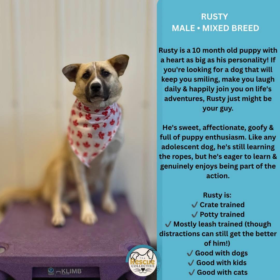 Rusty, ADOPTABLE, Young Male Husky & Anatolian Shepherd.