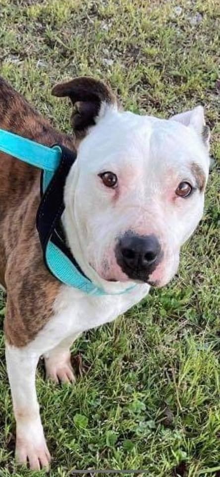 Jasmine aka “Jazzy” , Adoptable, Adult Female Terrier.