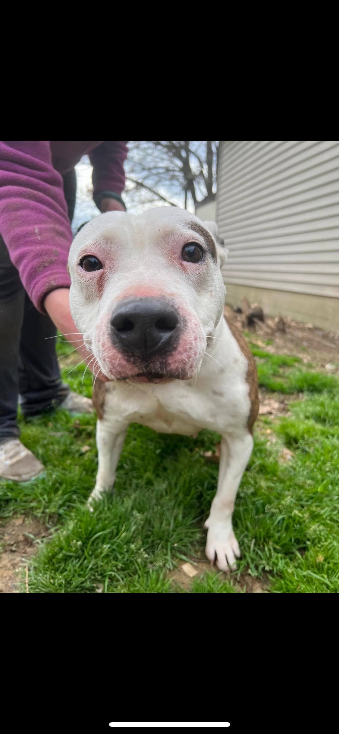 Jasmine aka “Jazzy” , a Adoptable mixed breed in Greenfield, TN image 3/12