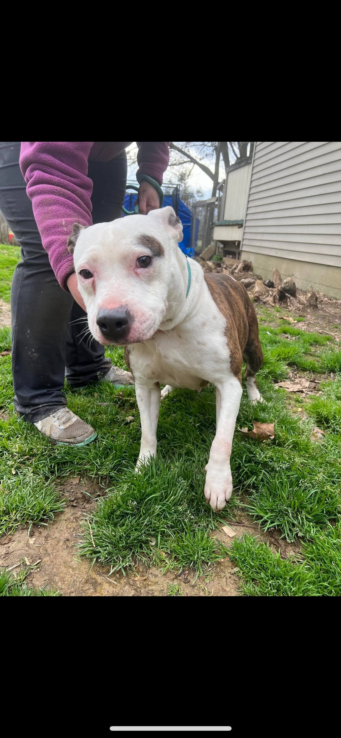 Jasmine aka “Jazzy” , a Adoptable mixed breed in Greenfield, TN image 4/12