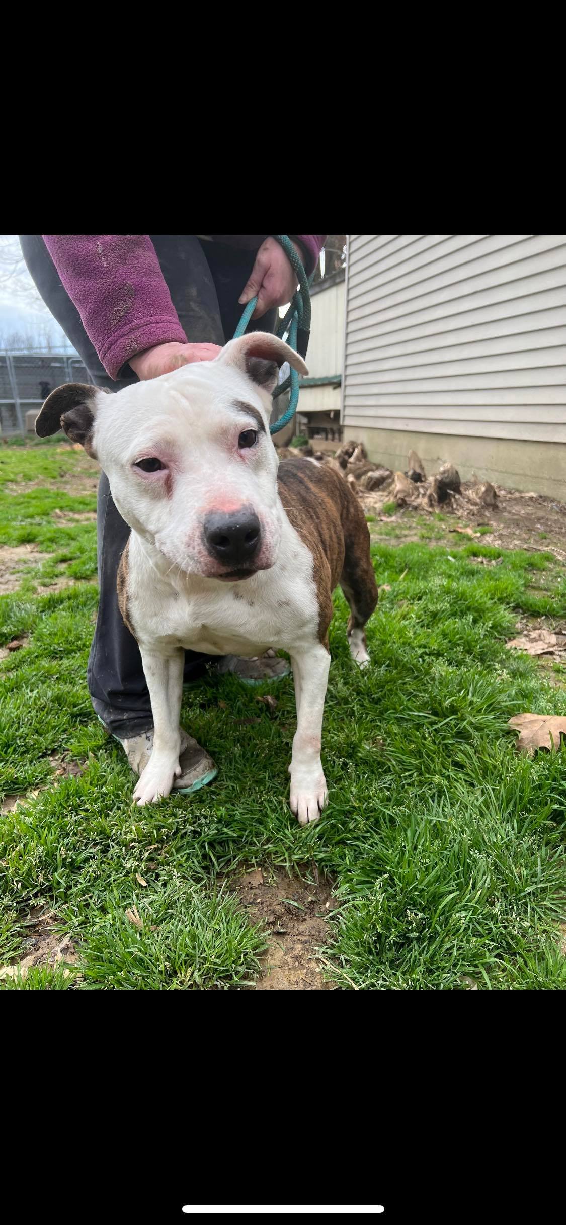 Jasmine aka “Jazzy” , a Adoptable mixed breed in Greenfield, TN image 5/12