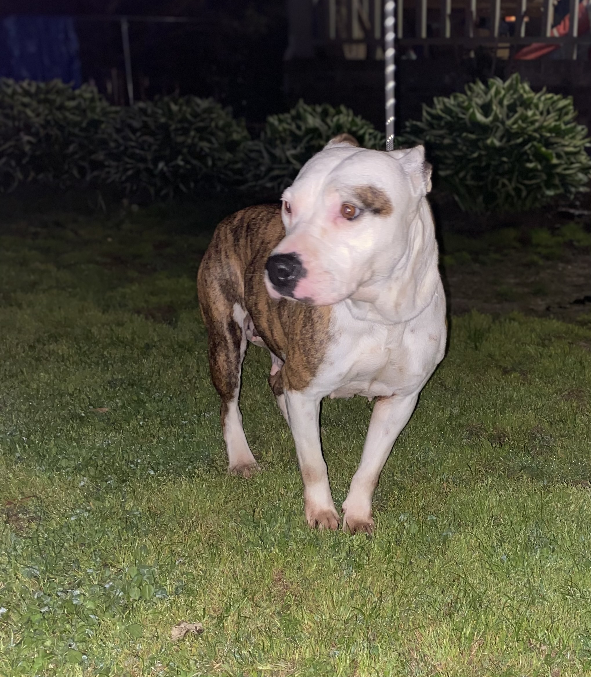 Jasmine aka “Jazzy” , a Adoptable mixed breed in Greenfield, TN image 6/12