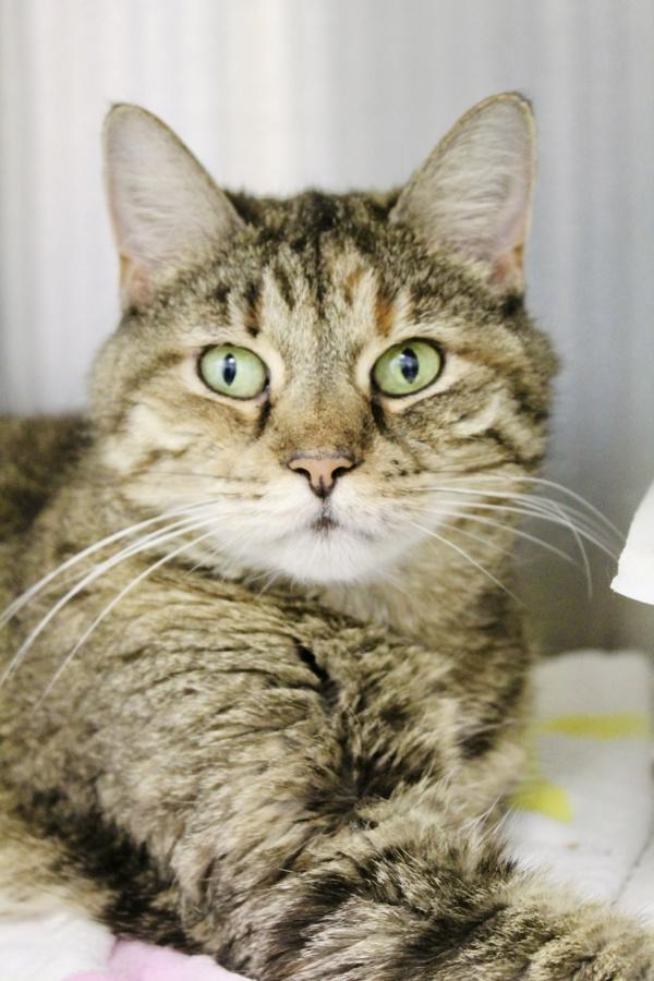 Carnation, a Adoptable mixed breed in Indiana, PA image 1/6