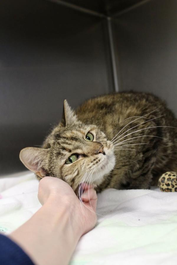 Carnation, a Adoptable mixed breed in Indiana, PA image 2/6