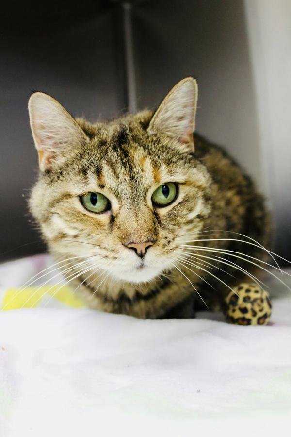 Carnation, a Adoptable mixed breed in Indiana, PA image 3/6