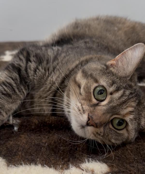 Carnation, a Adoptable mixed breed in Indiana, PA image 4/6