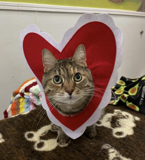 Carnation, a Adoptable mixed breed in Indiana, PA image 5/6