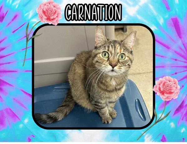 Carnation, a Adoptable mixed breed in Indiana, PA image 6/6
